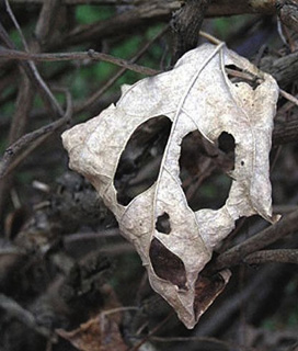 leaf